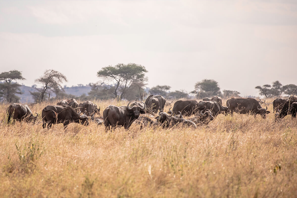 Journey to Central Serengeti