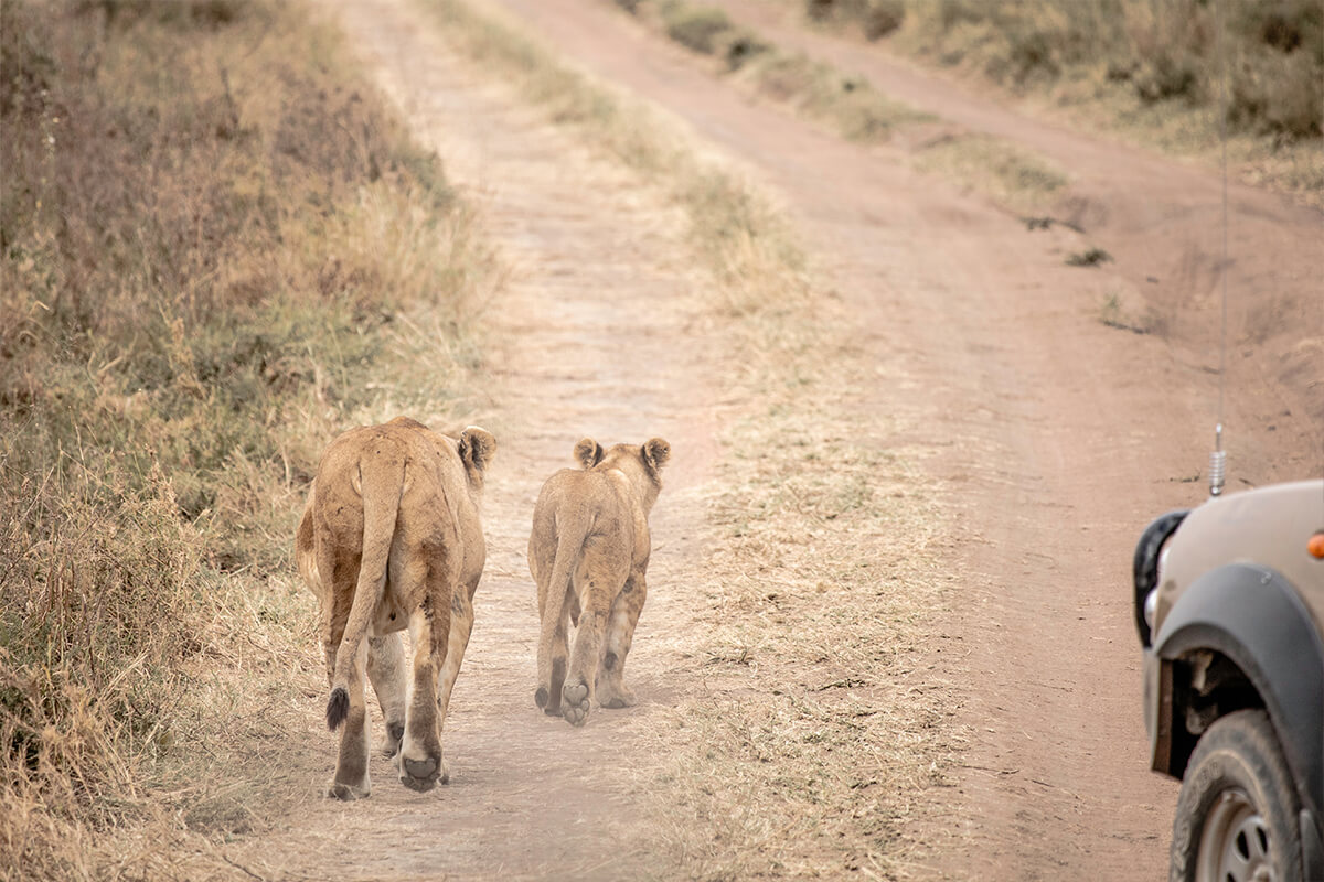 Central Serengeti Safari