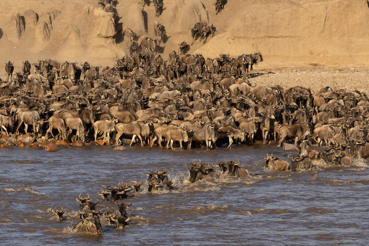 Northern Serengeti Safari