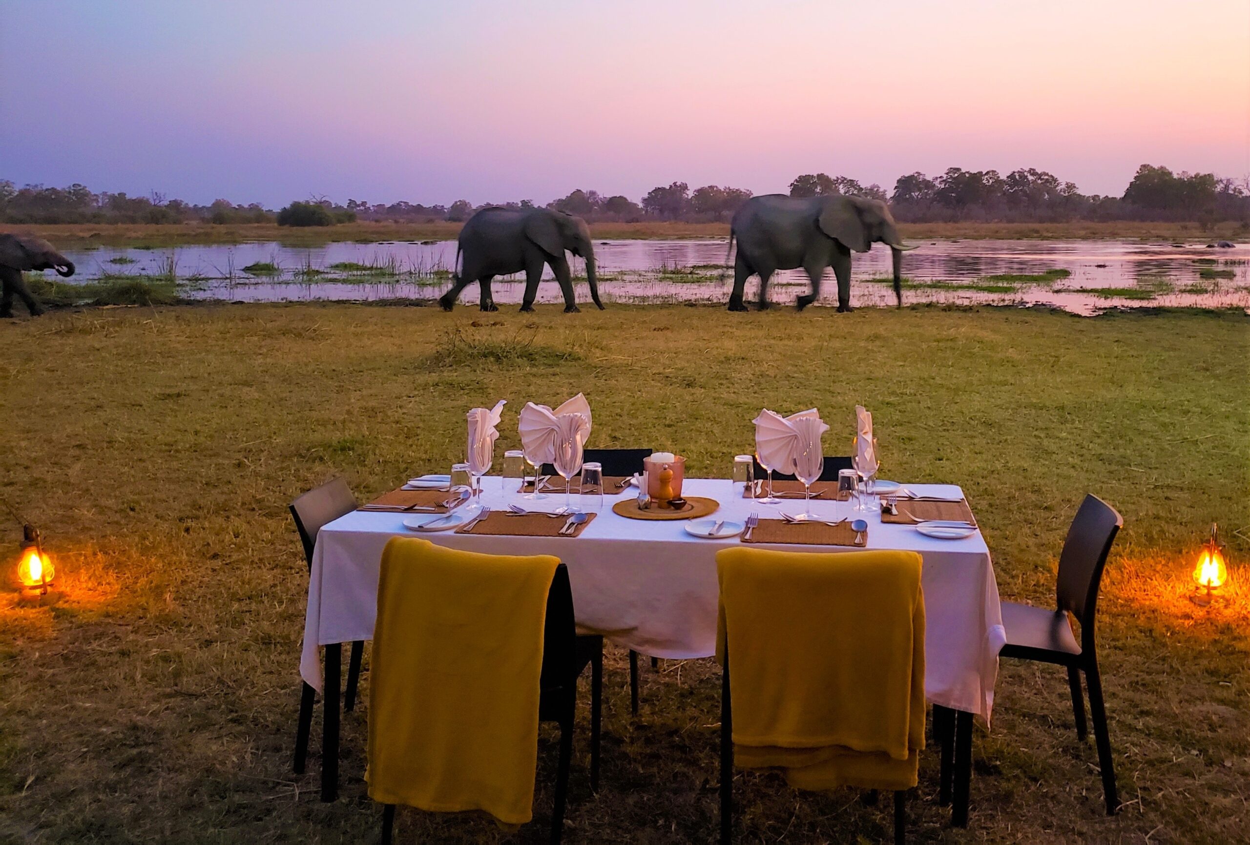 Elephants join in on a bush dinner from a distance in Botswana
