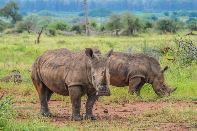 The Greater Kruger area is a critical stronghold for African rhinoceros