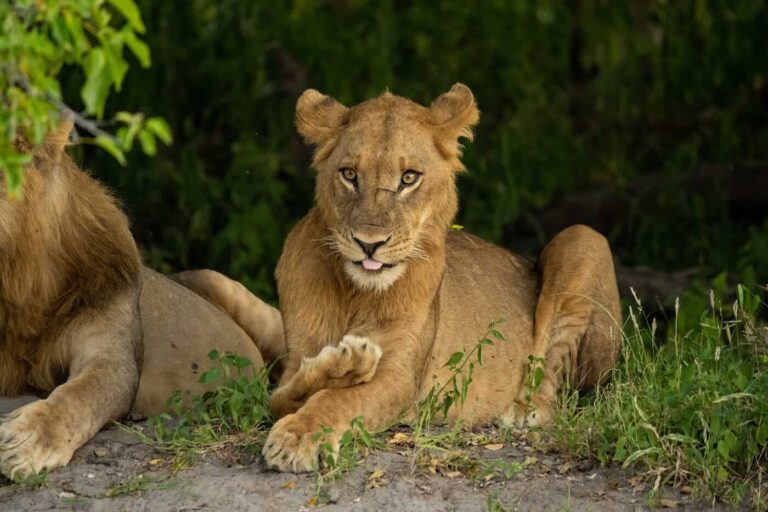 Zambezi Queen Wildlife Lion
