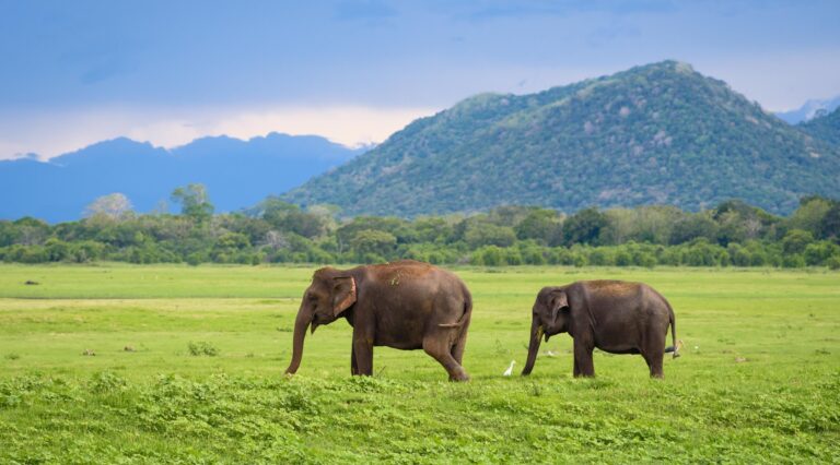 elephants in sri lanka