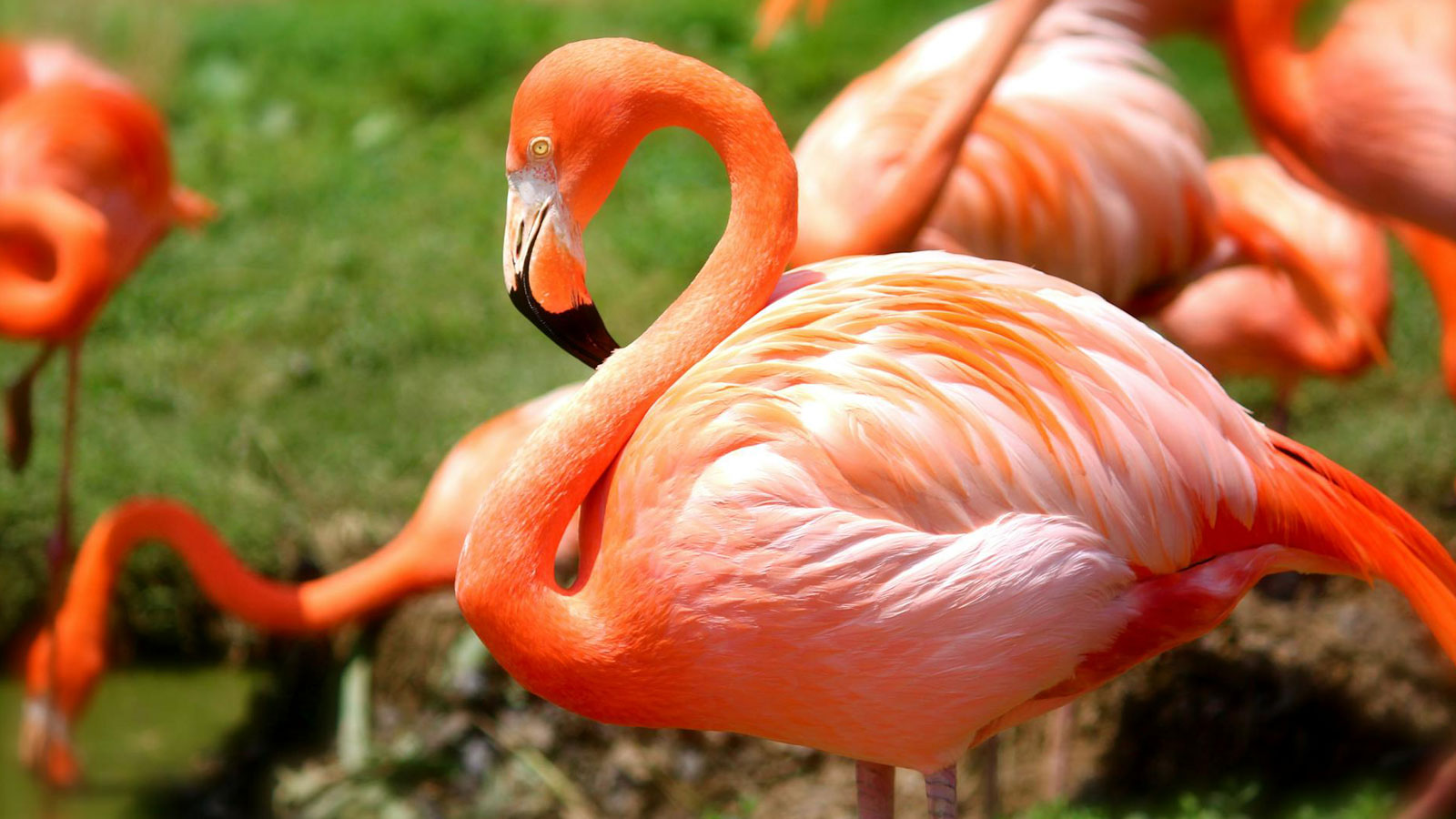 At Flamingo’s Wildlife Habitat