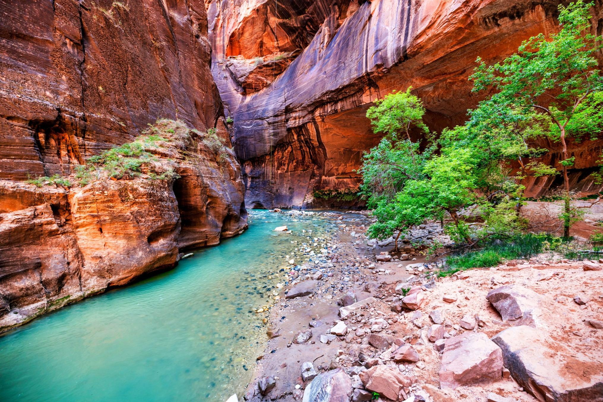 The Narrows in Zion National Park is the park’s most iconic hike, taking you through a dramatic slot canyon with towering walls rising up to 1,000 feet on both sides. As you make your way along the route, you hike directly through the Virgin River, with water levels ranging from knee-deep to chest-deep in some sections, creating one of the most unforgettable hiking experiences in the park.