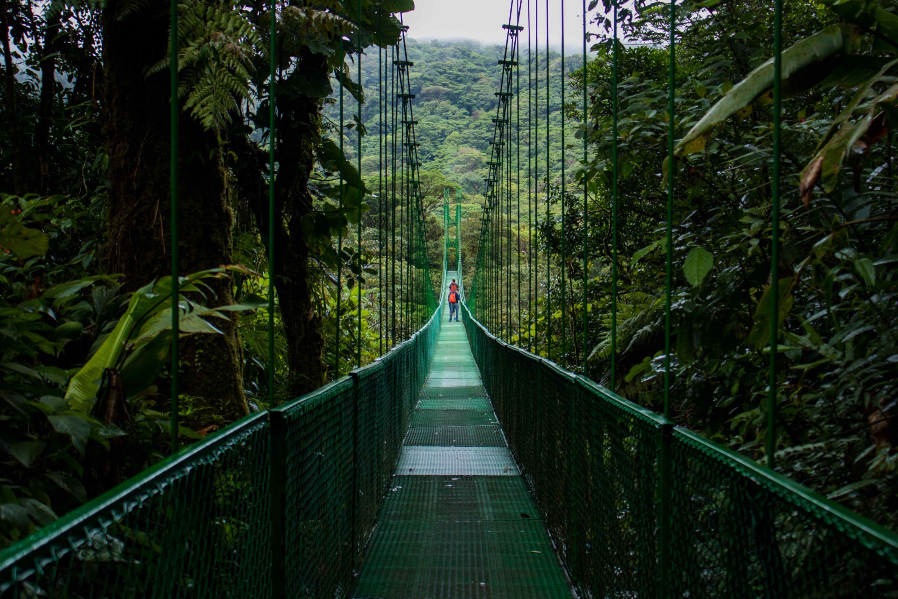 See the upper level of the Monteverde rainforest canopy via hanging bridges