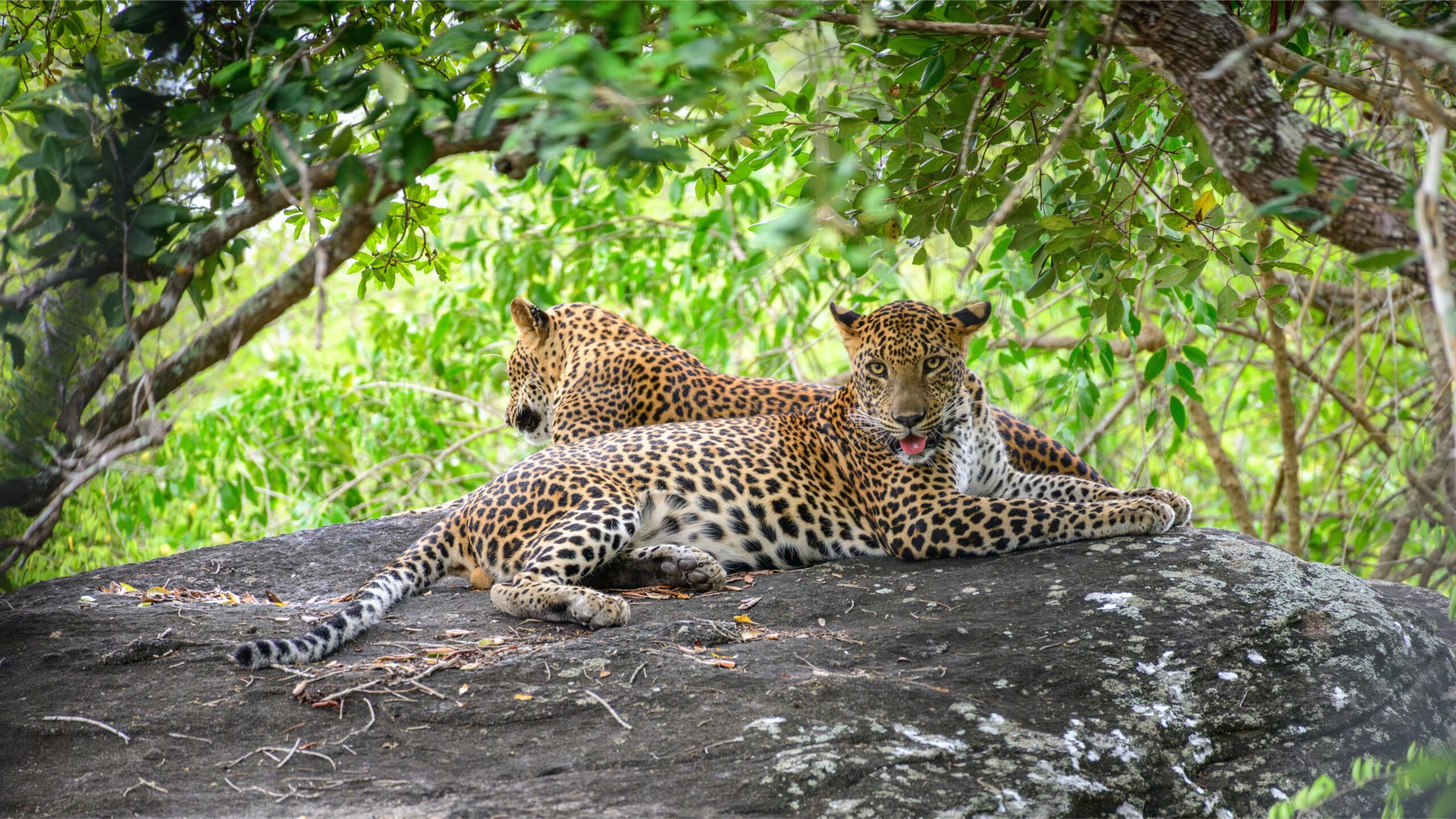 Two leopards lounging in Sri Lanka’s Yala National Park, an unforgettable safari destination.